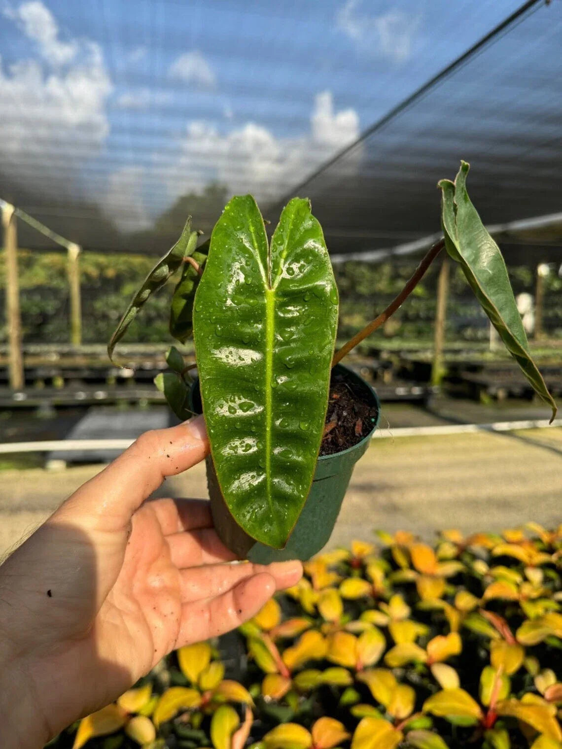 Philodendron Billitiae Live Houseplant in 4" Pot, Tropical Indoor Plant, Glossy Variegated Foliage