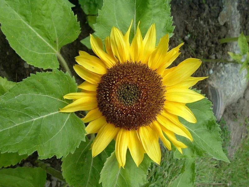 Sunflower Seeds - Big Smile Variety - Helianthus annuus - Fresh Planting Seeds for Garden, Attract Pollinators