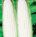 White Corn Seeds, Stowell's Evergreen Heirloom, Sweet Corn Zea mays, 20+ Premium Seeds for Home Garden Cultivation
