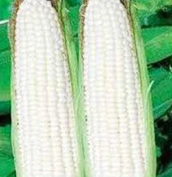 White Corn Seeds, Stowell's Evergreen Heirloom, Sweet Corn Zea mays, 20+ Premium Seeds for Home Garden Cultivation
