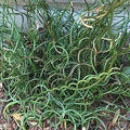 Corkscrew Rush Seeds - Juncus effusus 'Spiralis' - Unique Spiral Foliage for Water Gardens & Ponds - 5 Pack