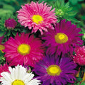 Aster Seeds - 200+ Single China Mix Flower Seeds for Garden, Borders & Containers - Aster sinensis