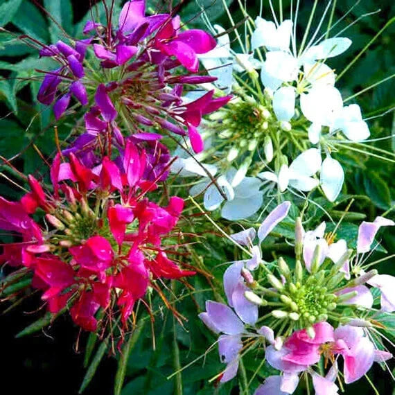 Mixed Colors Cleome Seeds - Non-GMO Flower Seeds for Garden, Cleome hassleriana, Vibrant Blooms, Pollinator Attractant