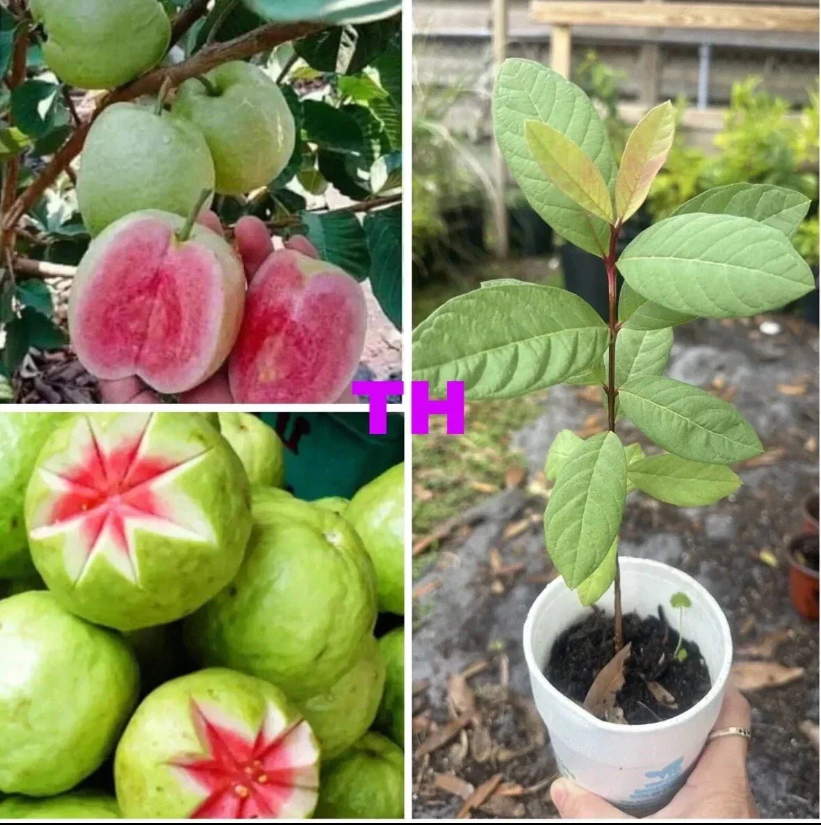 Ruby Red Guava Tree Live Plant 12-15 Inches, Tropical Psidium guajava, Fruit-bearing, Ready to Plant