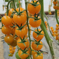 Yellow Cherry Tomato Seeds - 100pcs Heirloom Non-GMO Solanum lycopersicum for Patio Container Gardening