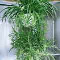 Reverse Variegated Spider Plant Cuttings 2PCS - Air-Purifying Indoor Houseplants Chlorophytum comosum