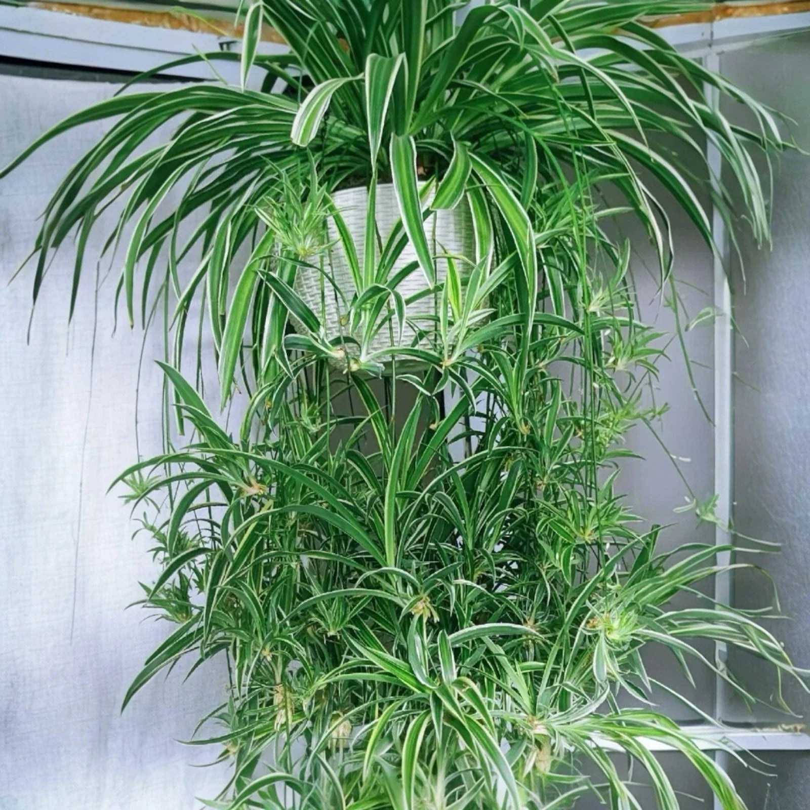 Reverse Variegated Spider Plant Cuttings 2PCS - Air-Purifying Indoor Houseplants Chlorophytum comosum