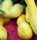 Crookneck Summer Squash Seeds 25 Pack Cucurbita pepo, Golden Variety, Non-GMO, Home Garden, Fast-Growing, Sauté & Grill