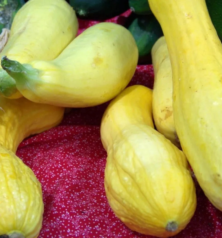 Crookneck Summer Squash Seeds 25 Pack Cucurbita pepo, Golden Variety, Non-GMO, Home Garden, Fast-Growing, Sauté & Grill