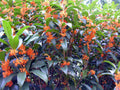 Fragrant Tea Sweet Olive Plant - Osmanthus fragrans Apricot Echo - Rooted Starter
