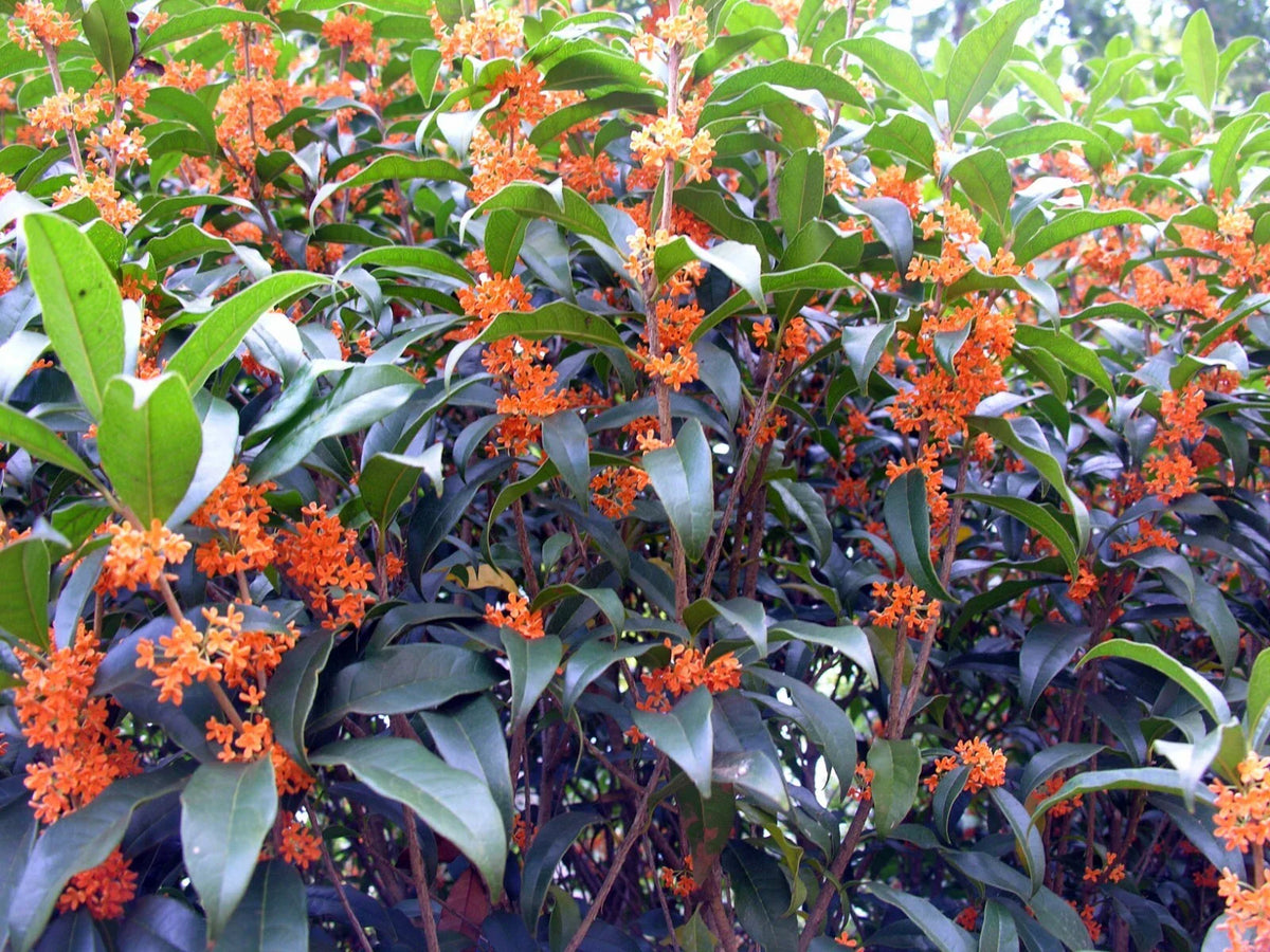Fragrant Tea Sweet Olive Plant - Osmanthus fragrans Apricot Echo - Rooted Starter