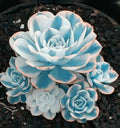 Lithops Seeds - Blue White Succulents Witchford Variety, Cactus Seeds, Easy to Grow, 100pcs