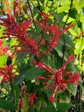 Red Odontonema Cuspidatum Firespike Plant - Rooted Starter, Pollinator Friendly, Cardinal’s Guard, Vibrant Red Flowers