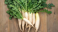 White Icicle Radish Seeds - 500+ Non-GMO Raphanus sativus for Garden Planting, Fast-Growing, Crisp, Full Sun, USA Grown