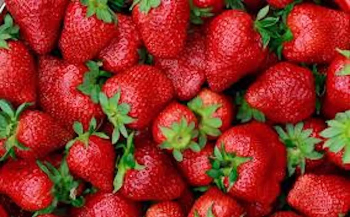 5 Strawberry Plants Junebearing Tennessee Beauty Perennial Fruit Plant Fragaria × ananassa
