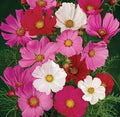 Cosmos Flower Seeds, Sensation Mix, 1,000 Non-GMO Seeds, Cosmos bipinnatus, Bright Colorful Blooms for Garden & Containers
