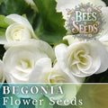 Ivory Haven Begonia Seeds - Non-GMO Flower Seeds for Indoor & Outdoor Gardens, Begonia x tuberhybrida, White Blooms, 45 or 125 Seeds