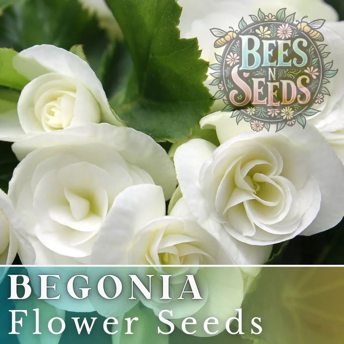 Ivory Haven Begonia Seeds - Non-GMO Flower Seeds for Indoor & Outdoor Gardens, Begonia x tuberhybrida, White Blooms, 45 or 125 Seeds