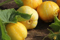Lemon Cucumber Seeds - 50+ Organic Heirloom Non-GMO Cucumis sativus for Salad, Pickling & Container Gardening