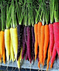 Rainbow Carrot Seeds Mix - 200+ Organic Heirloom Non-GMO Colorful Vegetable Garden Seeds
