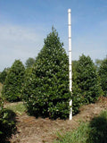 Oak Leaf™ Holly Plant - Evergreen Shrub in 3-Gallon Pot - Ilex x 'Oak Leaf' - Hardy Landscape Foliage