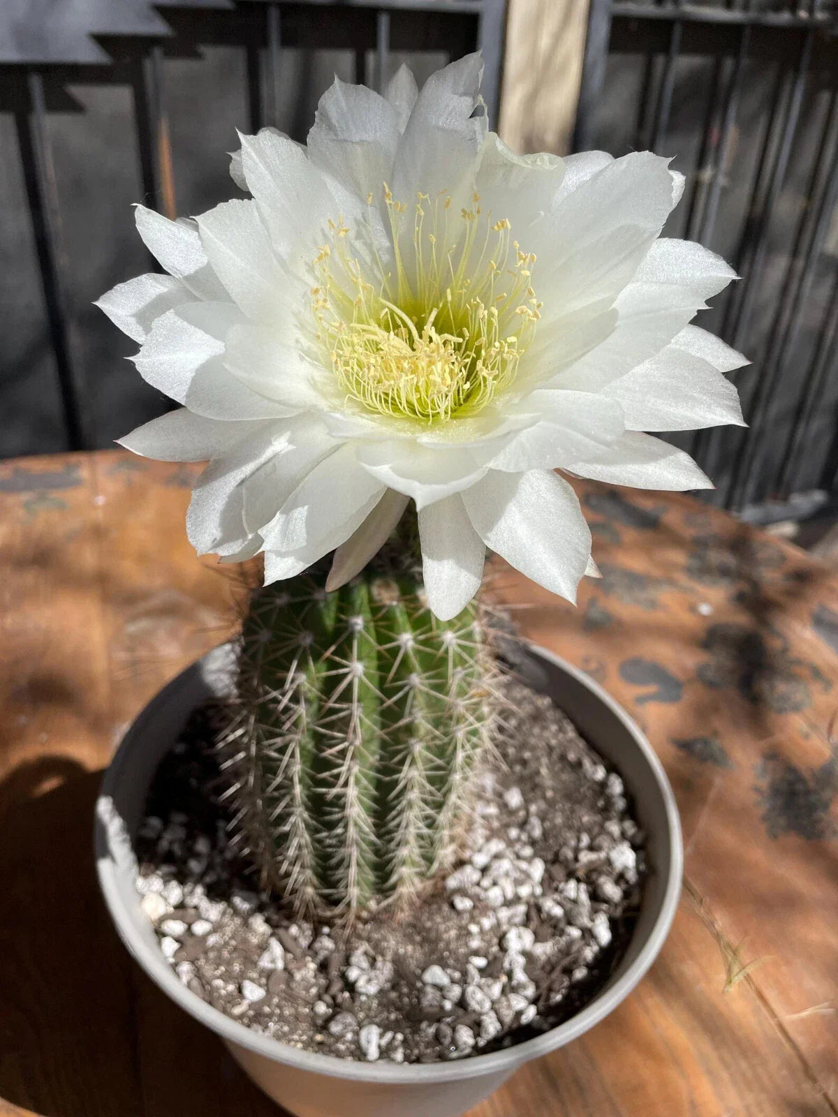 Large Trichocereus Grandiflorus Plant with 5-Inch Red Flowers - Indoor Outdoor Cactus for Garden Decor
