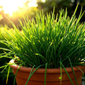 Chives Seeds 1000 Non-GMO Allium schoenoprasum Perennial Herb for Garden, Culinary, Container Gardening