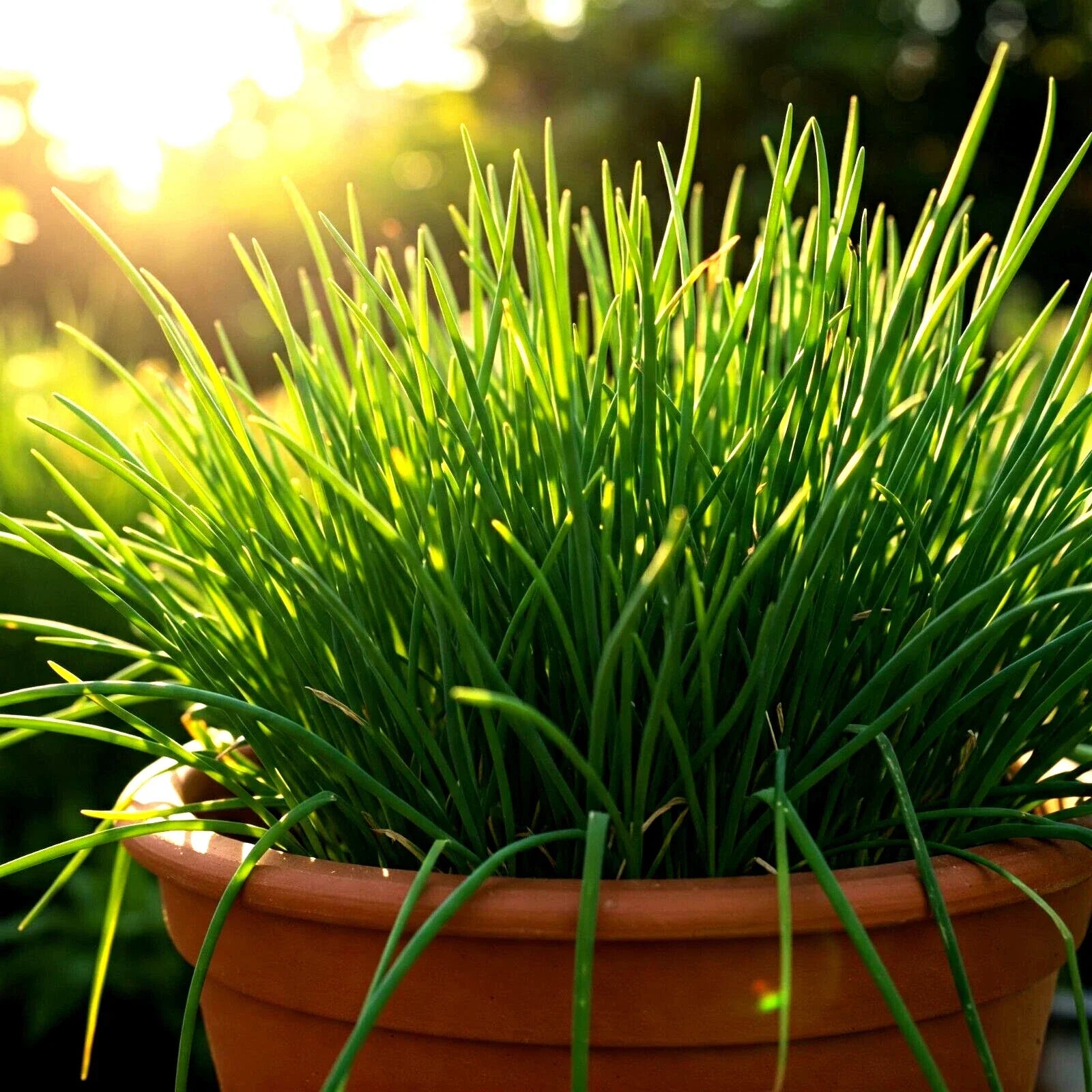 Chives Seeds 1000 Non-GMO Allium schoenoprasum Perennial Herb for Garden, Culinary, Container Gardening