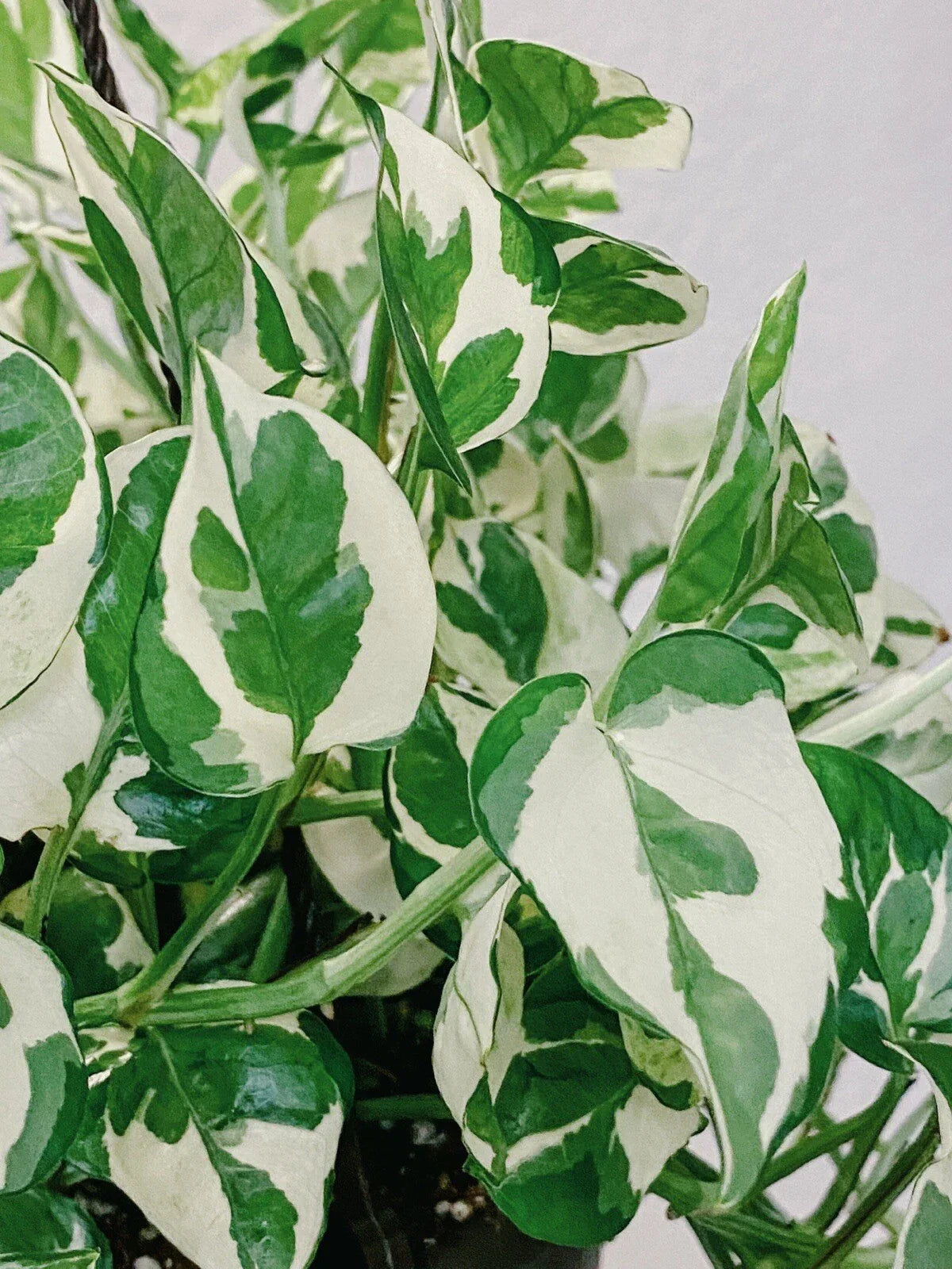 Pothos Pearls and Jade Cuttings - 3 Variegated Devil’s Ivy Indoor House Plant