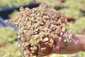 Sedum Little Missy Petite Bicolor Live Succulent Ground Cover Plant in 4" Pot - Drought Tolerant Ground Cover Plant