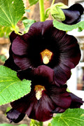 Giant Black Hollyhock Seeds - 50 Count - Hardy Perennial Alcea rosea for Borders & Garden Beds - Easy to Grow