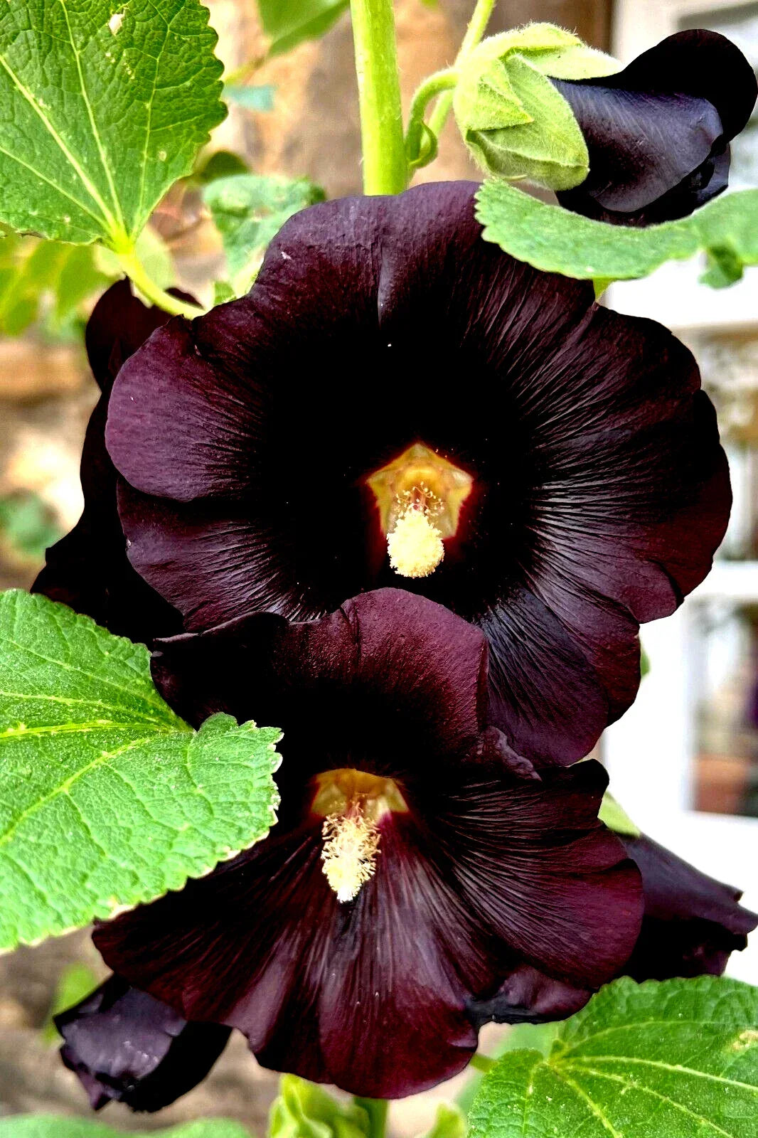 Giant Black Hollyhock Seeds - 50 Count - Hardy Perennial Alcea rosea for Borders & Garden Beds - Easy to Grow