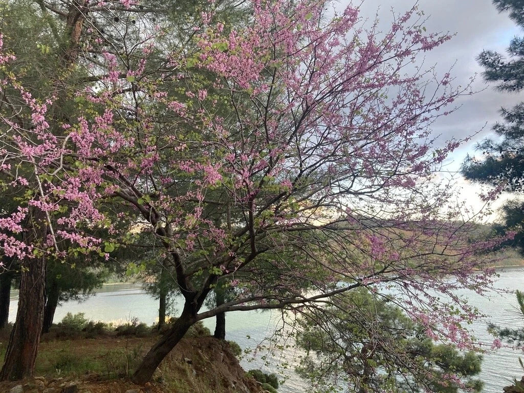 Cercis Siliquastrum Seeds - Pink Judas Tree Flowering Tree Seeds for Garden Planting - Deciduous Ornamental Tree Pack