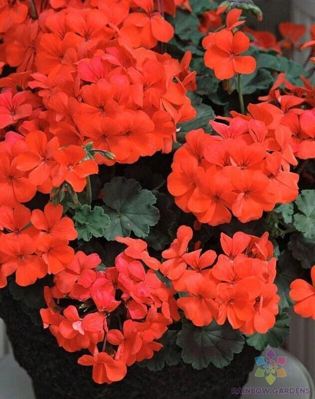 Caliente Orange Geranium Seeds - Pelargonium x hortorum - 25+ Pack for Garden Planting, Vibrant Orange Blooms, Easy to Grow