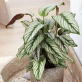 Calathea Seeds 25+ White Star Variety for Garden & Indoor Planting - Calathea orbifolia Seeds