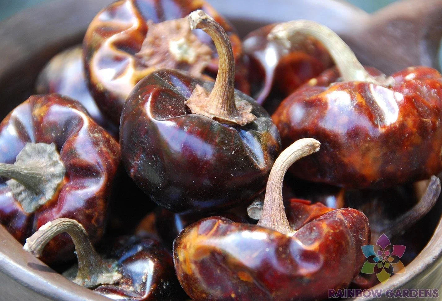 Cascabel Chile Hot Pepper Seeds – 25+ Capsicum annuum for Garden, Salsas, and Cooking, Full Sun, Non-GMO, USA Seller