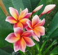 Plumeria Seeds - 5 Orange Pink Hawaiian Flower Lei Plants - Perennial Bloom - Frangipani
