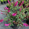 Raspberry Buddleia Starter Plant | Butterfly Bush | Buddleja davidii | Attracts Butterflies & Hummingbirds