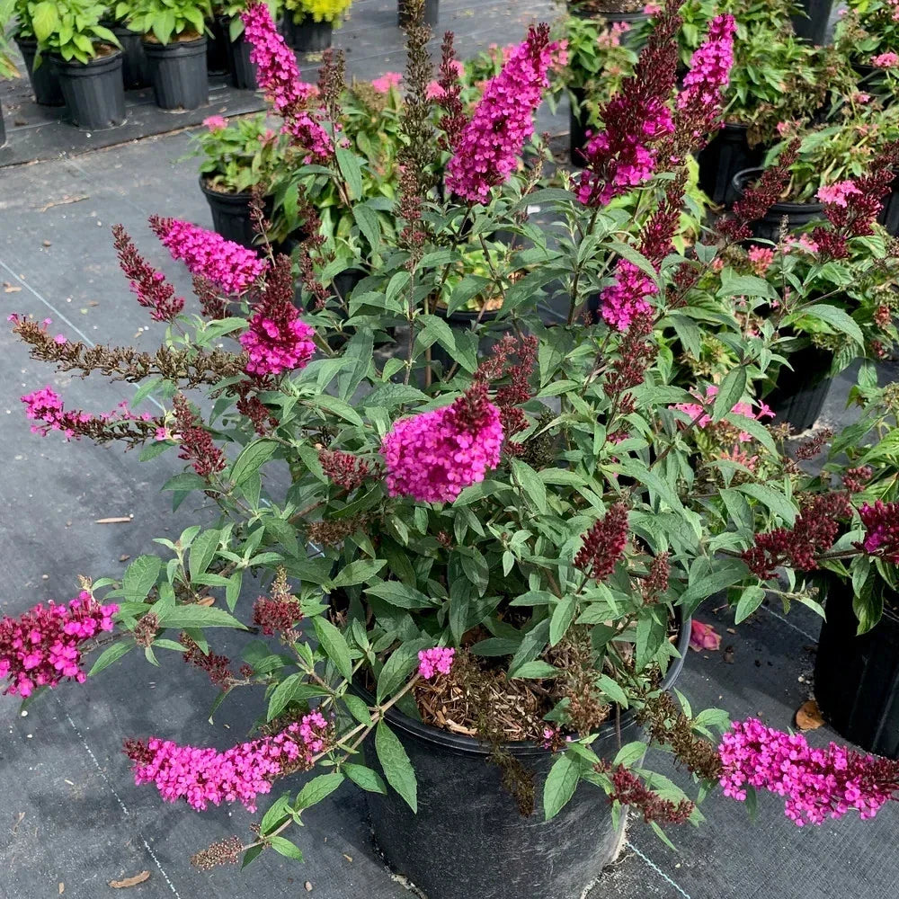 Raspberry Buddleia Starter Plant | Butterfly Bush | Buddleja davidii | Attracts Butterflies & Hummingbirds