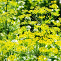 Mammoth Long Island Dill Seeds – Heirloom Non-GMO Anethum graveolens for Culinary & Garden Use, 100+ Pack