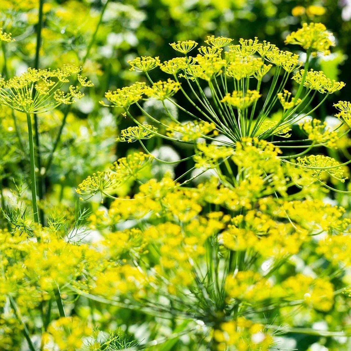 Mammoth Long Island Dill Seeds – Heirloom Non-GMO Anethum graveolens for Culinary & Garden Use, 100+ Pack