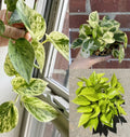 Pothos Ivy Cuttings Combo – 6 Indoor Plant Clippings with Marble Queen, Lemon/Neon, N'Joy Varieties – Epipremnum aureum