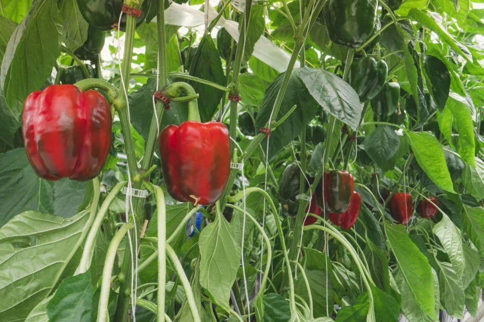 Sweet Red Girl Bell Pepper Seeds – 500 Non-GMO Heirloom Capsicum annuum for Home Garden, Salad, and Cooking