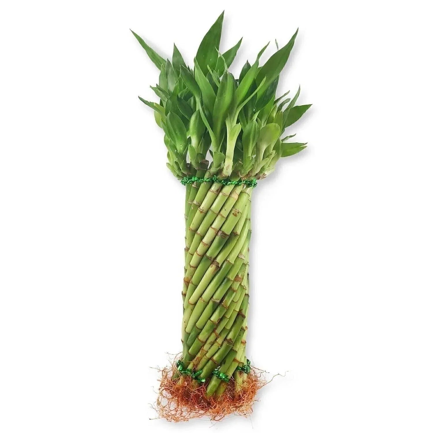 Lucky Bamboo Tornado Plant - Live Indoor Plant in 10 Inch Size - Dracaena sanderiana Bare Root for Home & Office