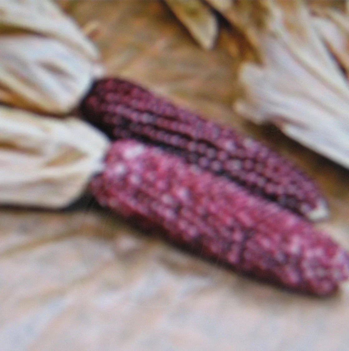Purple Popcorn Seeds - 50 Count Heirloom Zea mays everta for Home Garden & Container Planting