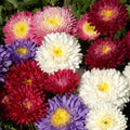 Aster Powder Puff Seed Mix - 300+ Seeds, White Pink Purple Blooms, Callistephus Chinensis, Garden Flower Seeds