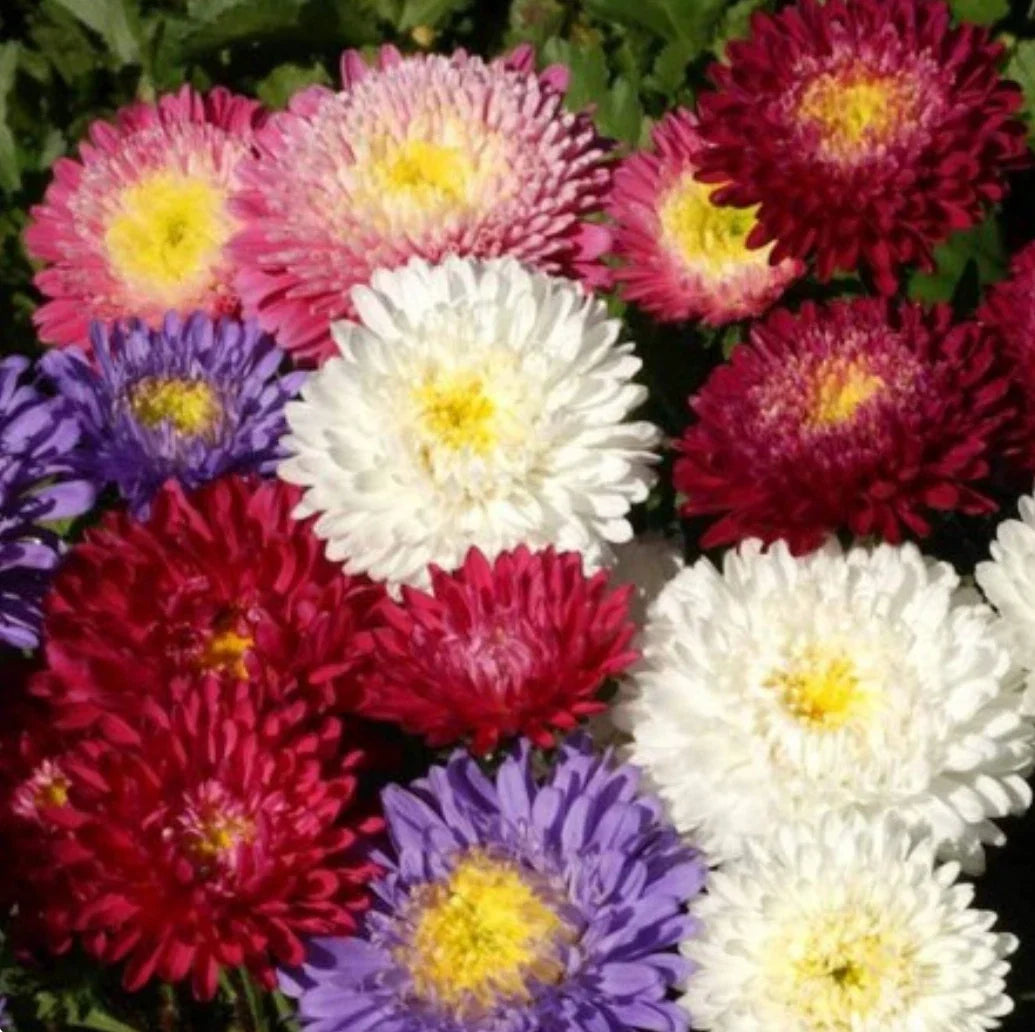 Aster Powder Puff Seed Mix - 300+ Seeds, White Pink Purple Blooms, Callistephus Chinensis, Garden Flower Seeds