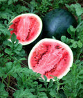 Sugar Baby Watermelon Seeds - Non-GMO Pack of 25, Small Juicy Fruit, Citrullus lanatus, Perfect for Small Gardens & Containers