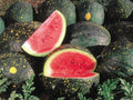 Moon and Stars Red Watermelon Seeds 15 Ct | Non-GMO Citrullus lanatus Fruit Seeds for Home Garden