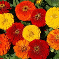 Lava Lamp Zinnia Seeds - 100 Organic Annual Flower Seeds - Vibrant Colorful Mix - Zinnia elegans - USA Grown